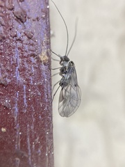 Elipsocidae