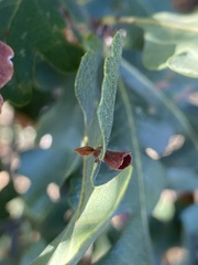 Cynipini
