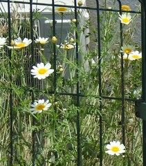 Glebionis coronaria