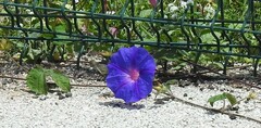 Ipomoea indica