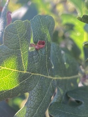 Cynipini