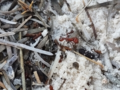 Pogonomyrmex maricopa