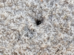 Pheidole pilifera