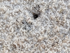 Pheidole pilifera