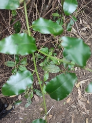 Passiflora tetrandra