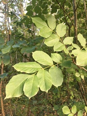 Fraxinus ornus
