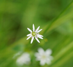 Stellaria flaccida