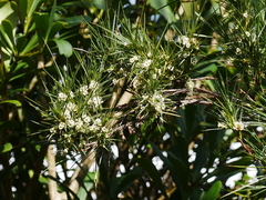 Dracophyllum arboreum