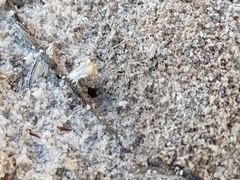 Pheidole pilifera