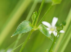 Stellaria flaccida
