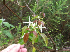Clematis glycinoides