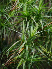 Dracophyllum arboreum