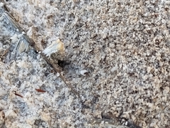 Pheidole pilifera