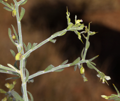 Rhinotropis acanthoclada