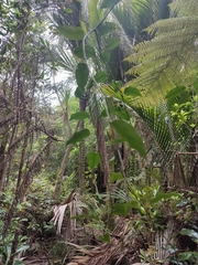 Passiflora tetrandra