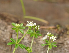 Asperula euryphylla