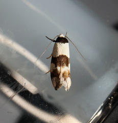 Zonopetala decisana