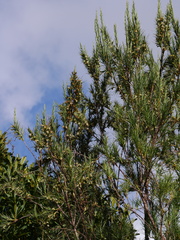 Dracophyllum arboreum