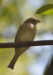 Passer domesticus