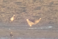 Pluvialis squatarola