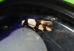 Zonopetala decisana