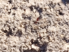Pogonomyrmex maricopa