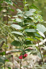 Cestrum elegans
