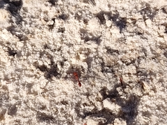 Pogonomyrmex maricopa