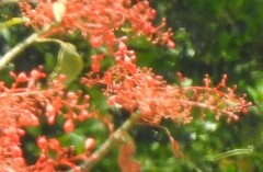 Brachychiton acerifolius