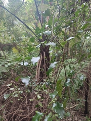 Passiflora tetrandra