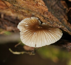 Mycena carmeliana