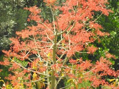 Brachychiton acerifolius