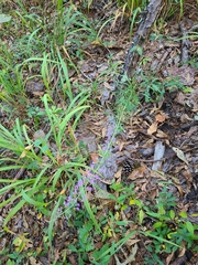 Liatris elegantula
