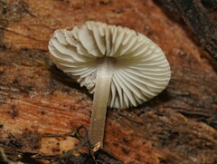 Mycena carmeliana