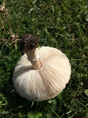 Lepiota