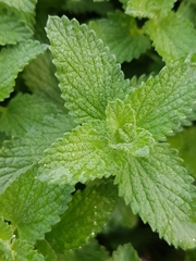 Nepeta racemosa