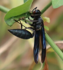 Synoeca septentrionalis