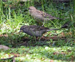 Passer domesticus