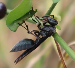 Synoeca septentrionalis