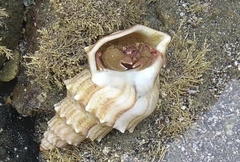 Diacanthurus spinulimanus