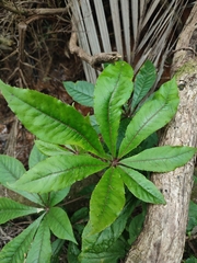 Schefflera digitata