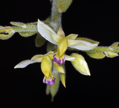 Rhinotropis acanthoclada