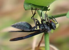 Synoeca septentrionalis