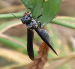 Synoeca septentrionalis
