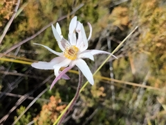 Knowltonia tenuifolia