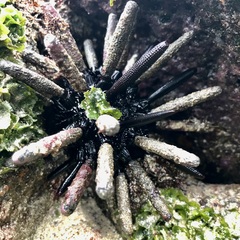 Eucidaris galapagensis