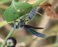 Synoeca septentrionalis
