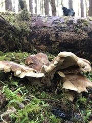 Sarcodon stereosarcinon