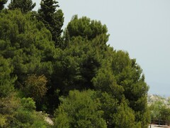 Pinus halepensis