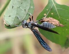Synoeca septentrionalis